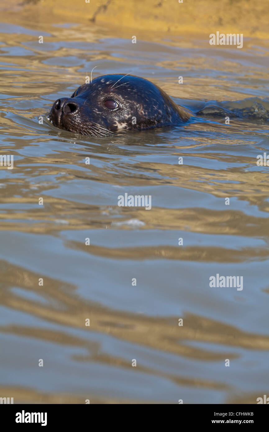 Common or Harbour Seal (Phoca vitulina). In water, head profile, nostrils open. Male or bull. Stock Photo