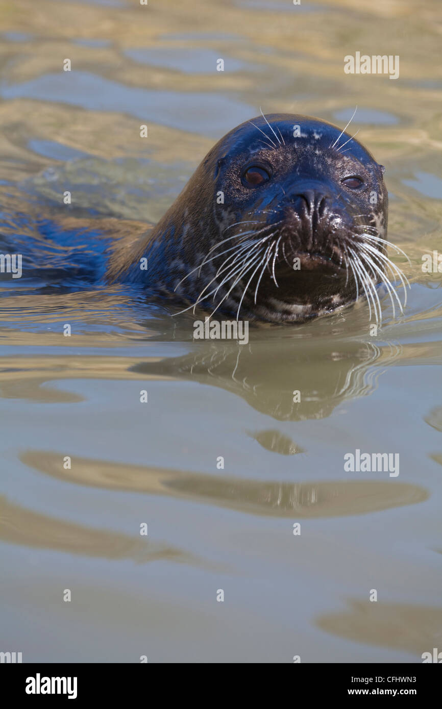 Common or Harbour Seal (Phoca vitulina). In water, head profile, nostrils closed. Male. Stock Photo