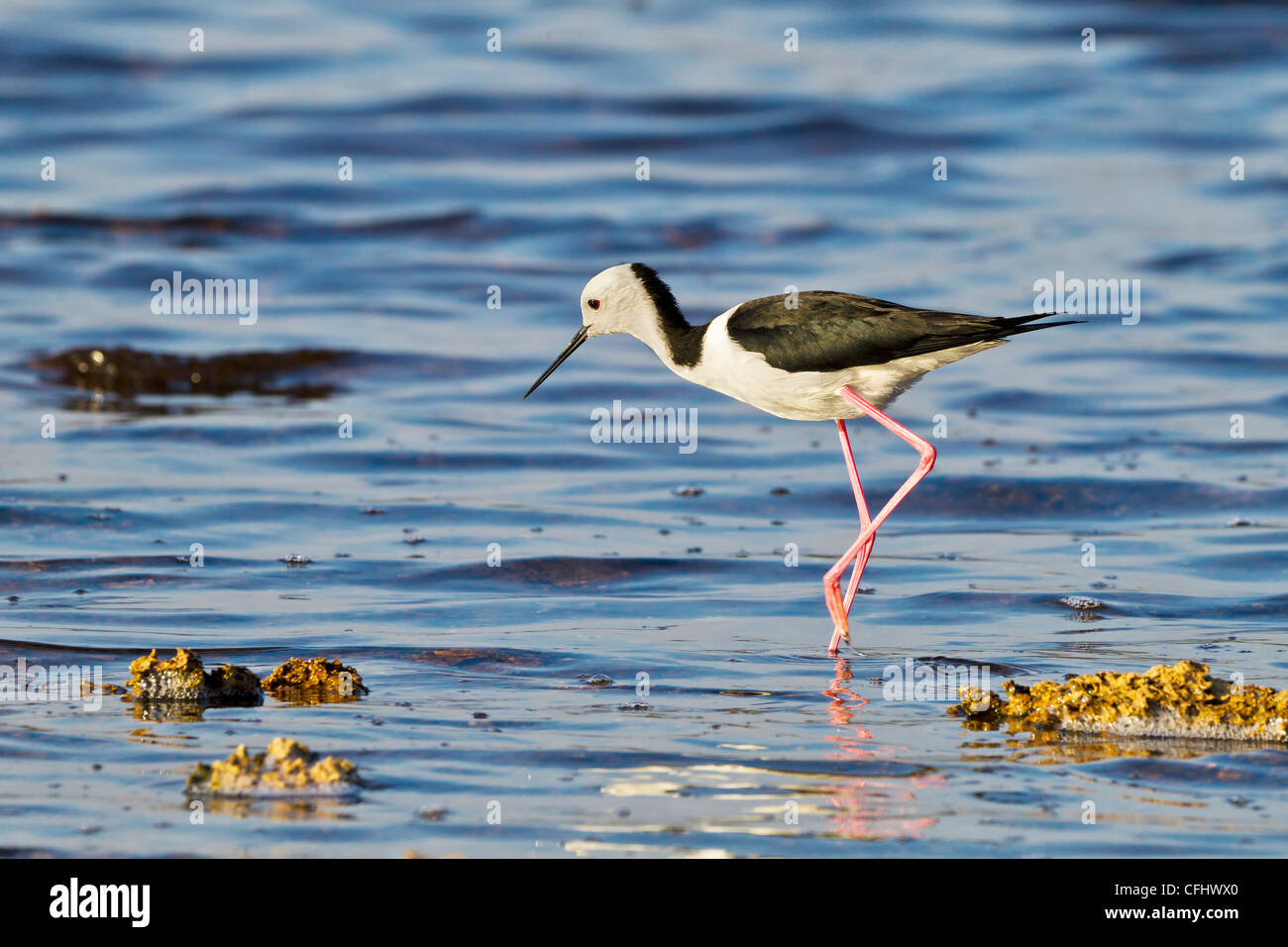 Australian Blackwinged Stilt. Himantopus himantopus Stock Photo Alamy