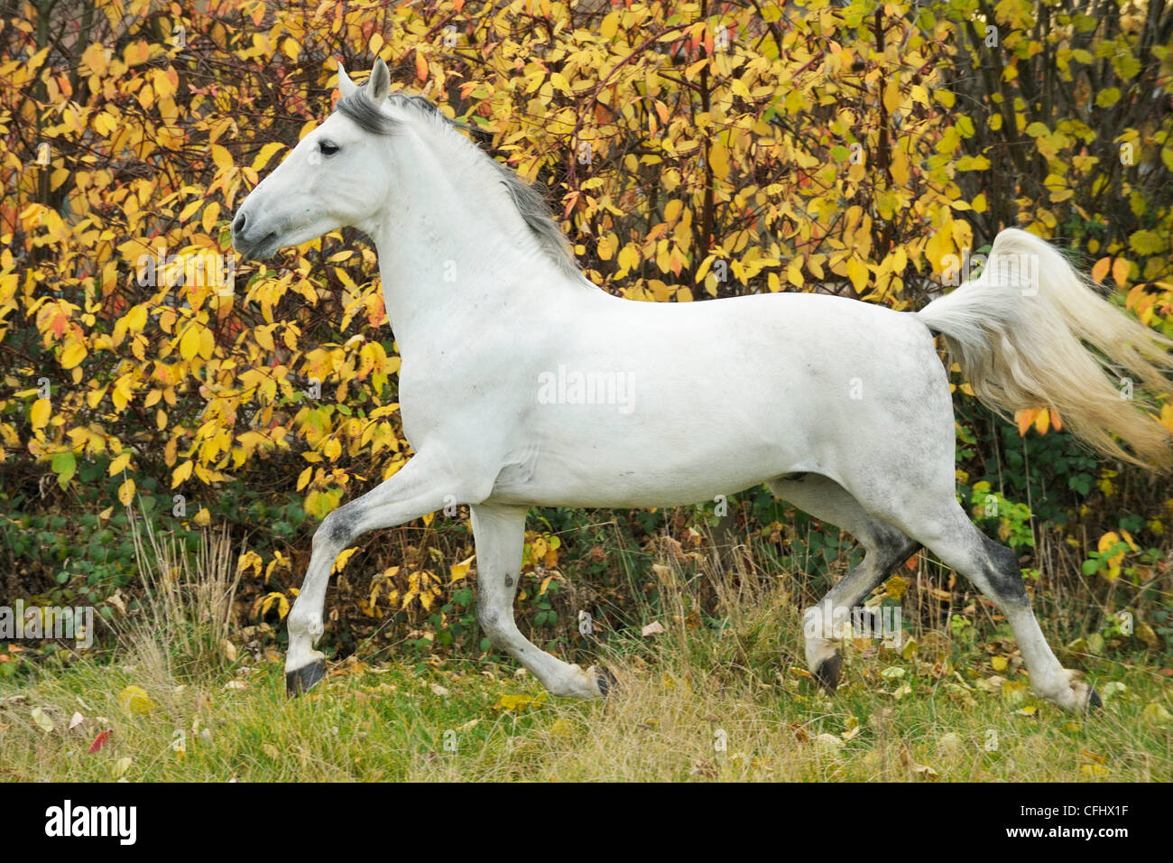 Andalusian horse in autumn Stock Photo