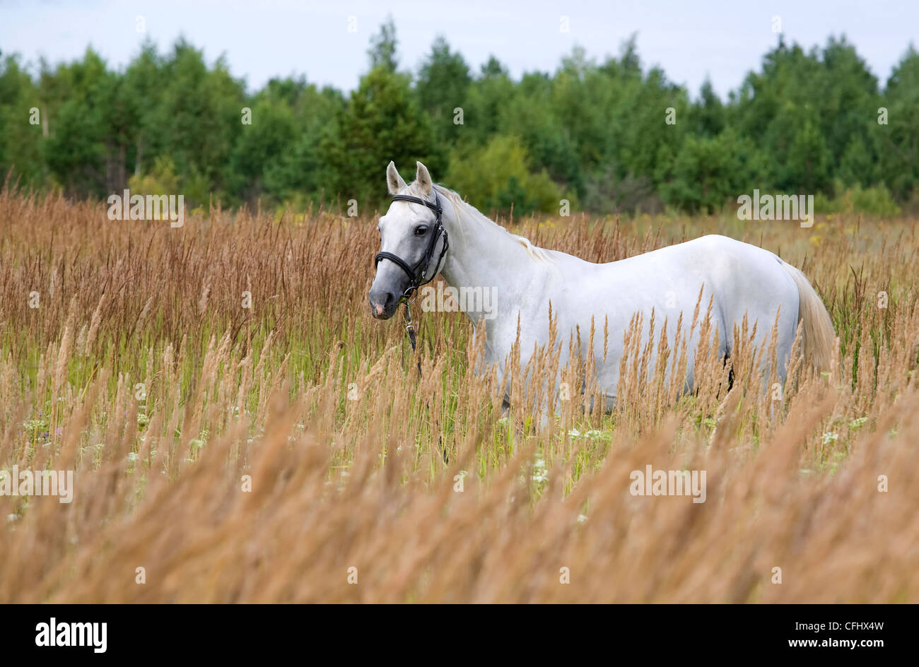 white horse is standing in the high grass Stock Photo