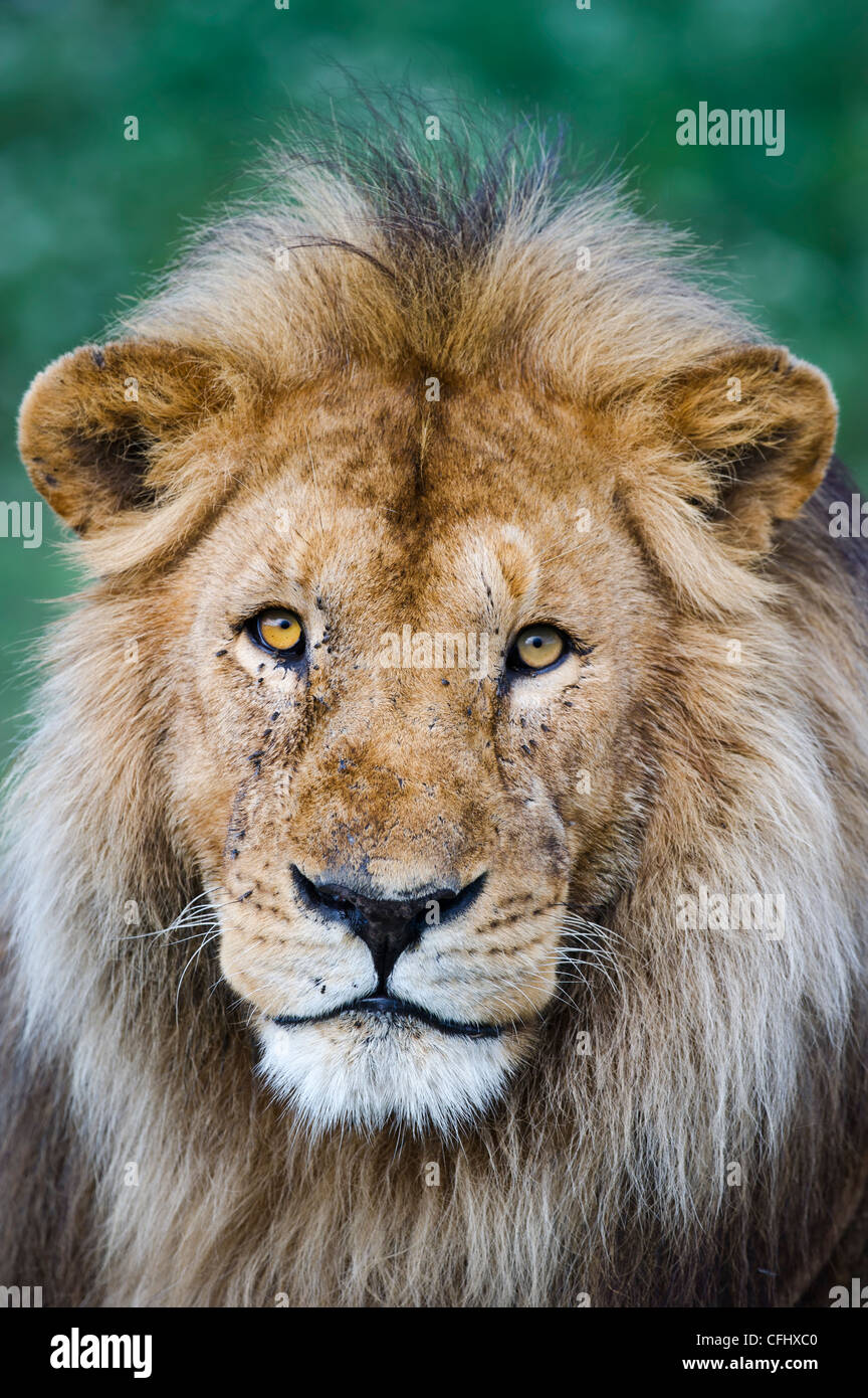 Male african lion hi-res stock photography and images - Alamy