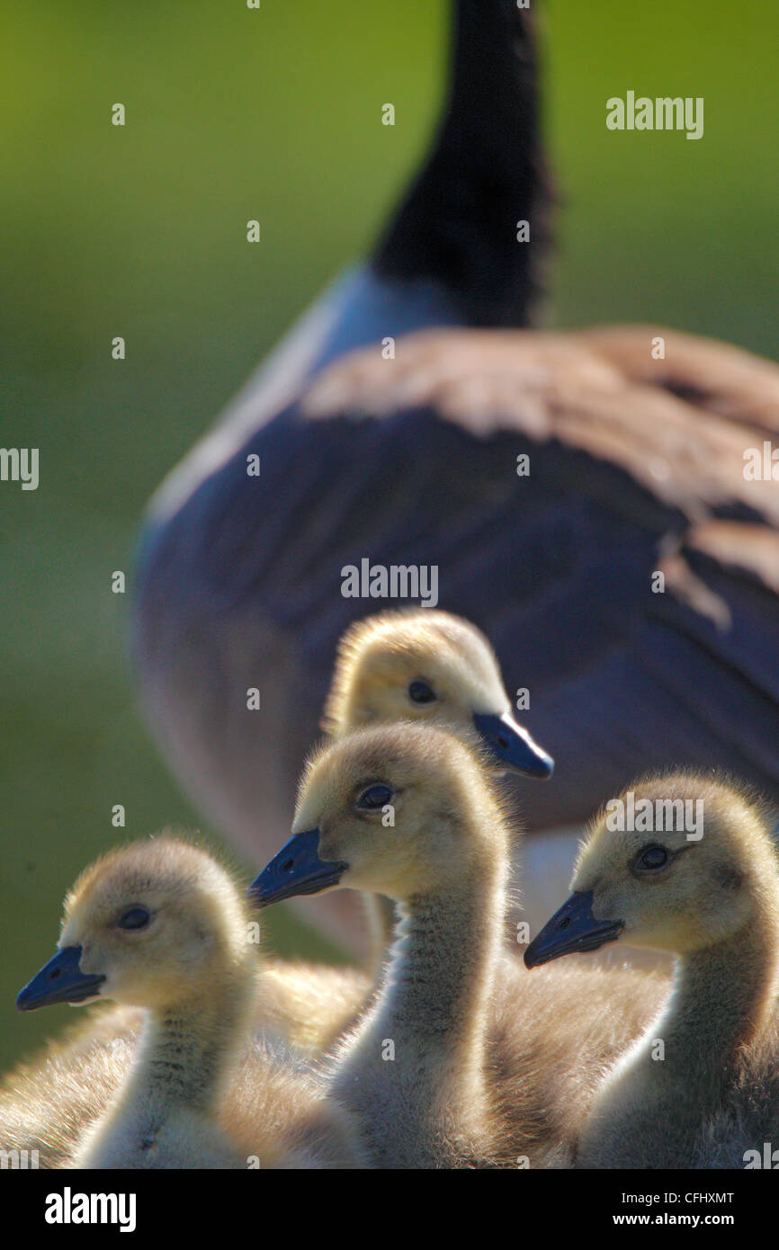 Canada goose with 4 ducklings, Oslo, Norway Stock Photo