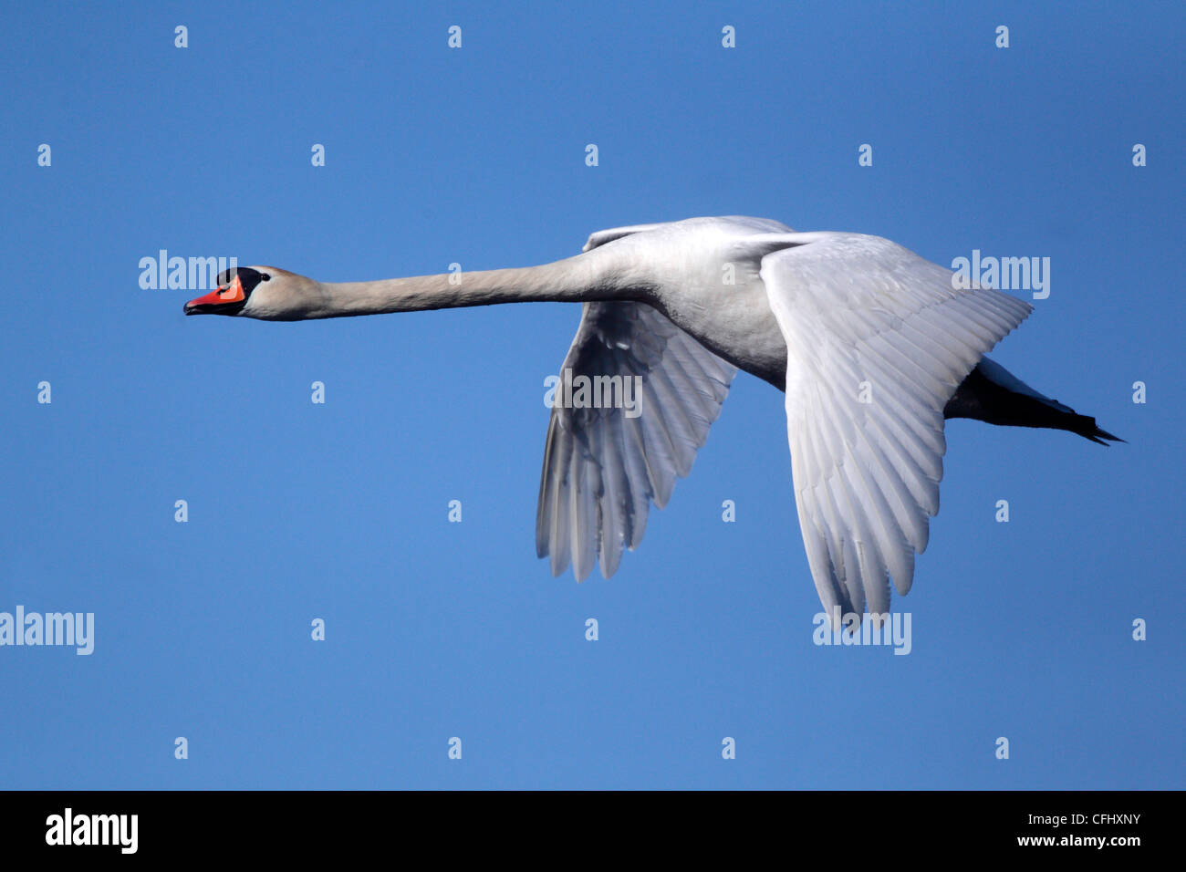 Mute swan flying against blue sky, spring, Norway Stock Photo