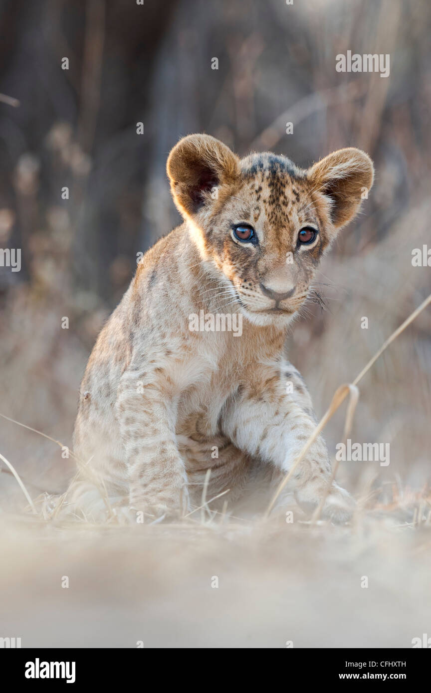 African Lion cubs, approx 3 months old, South Luangwa National Park, Zambia Stock Photo