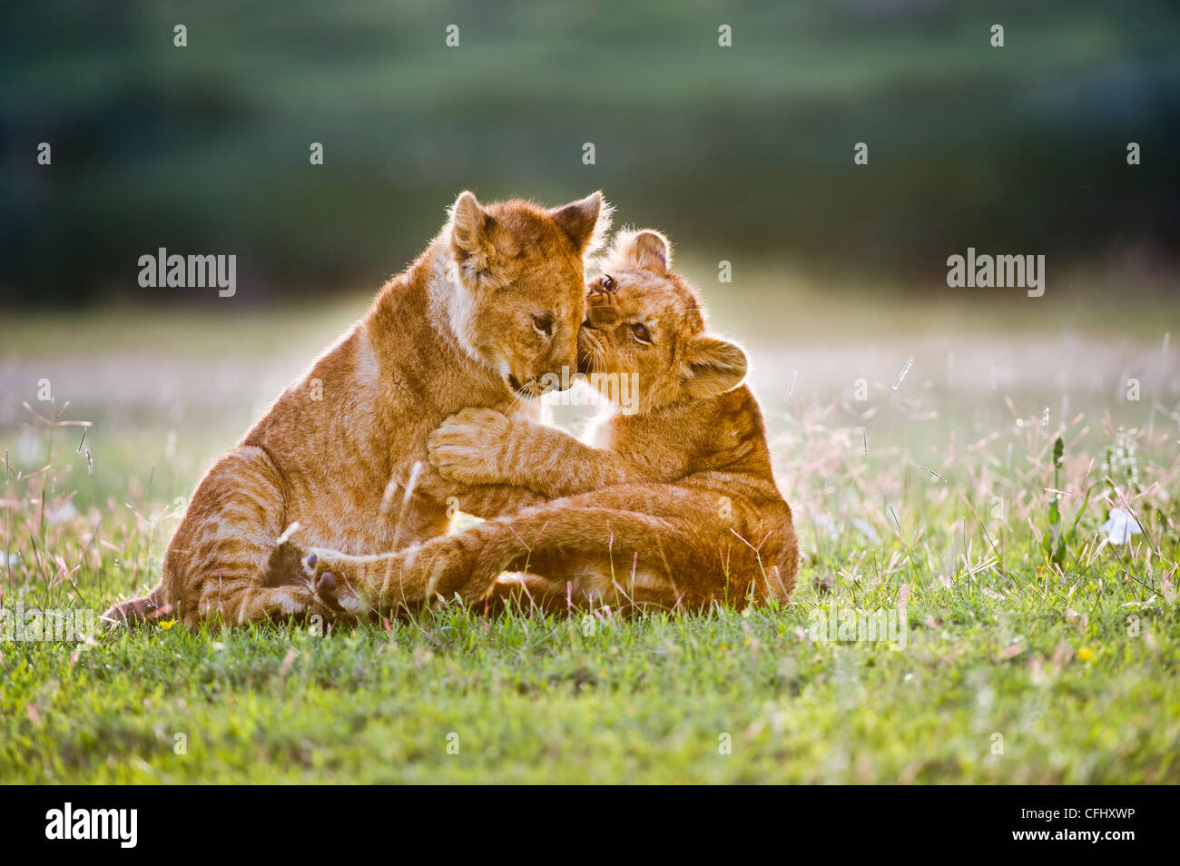 African Lion cubs around 4 month old cub playing together, Big Marsh, Ngorongoro, Tanzania Stock Photo