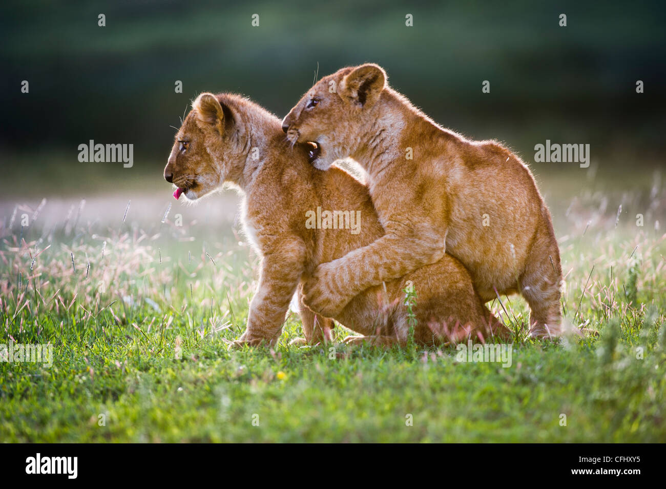 African Lion cubs around 4 month old cub playing together, Big Marsh, Serengeti, Tanzania Stock Photo