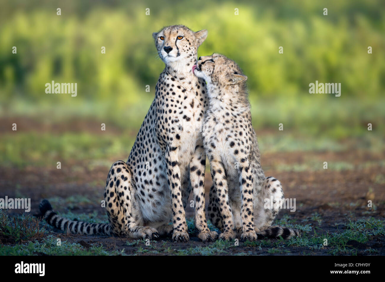 Adult female Cheetah with cub Ndutu, Ngorongoro, Tanzania Stock Photo