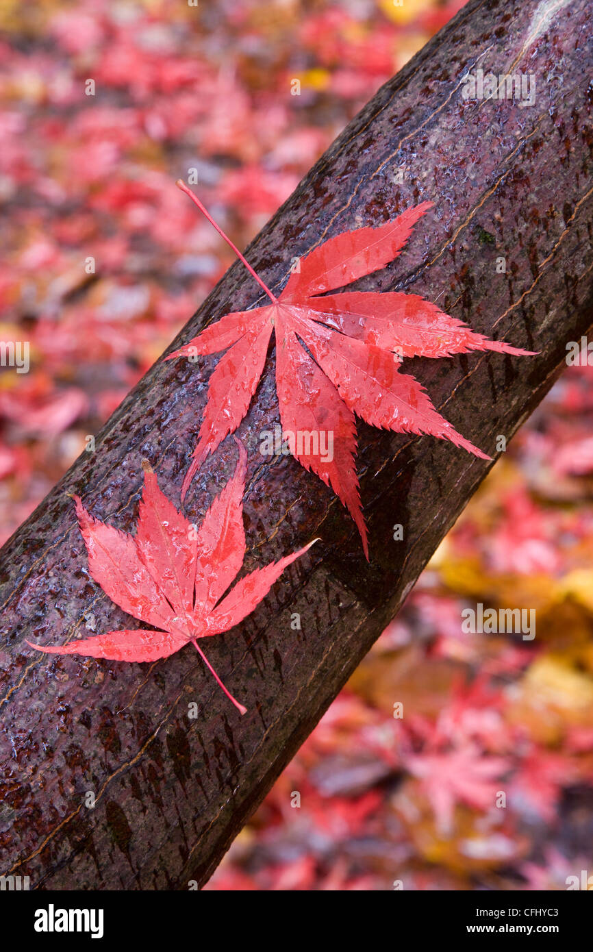 Close up macro of maple leaves on a wet branch at The National Arboretum at Westonbirt Arboretum Stock Photo