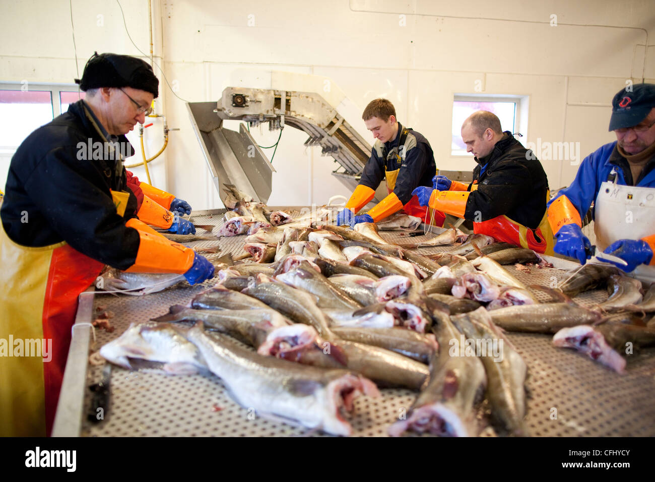 Fishermen sorting fresh cod at Gunnar Klo AS fish factory in Myre, in Northern Norway ready for exporting. Stock Photo