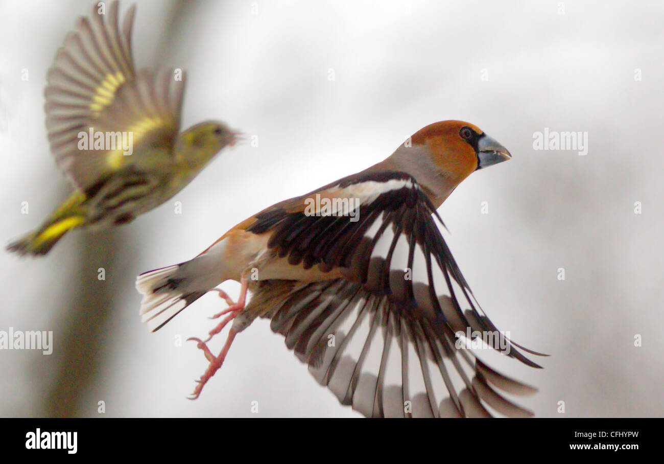 Hawfinch and siskin flying up, spring, Sweden Stock Photo