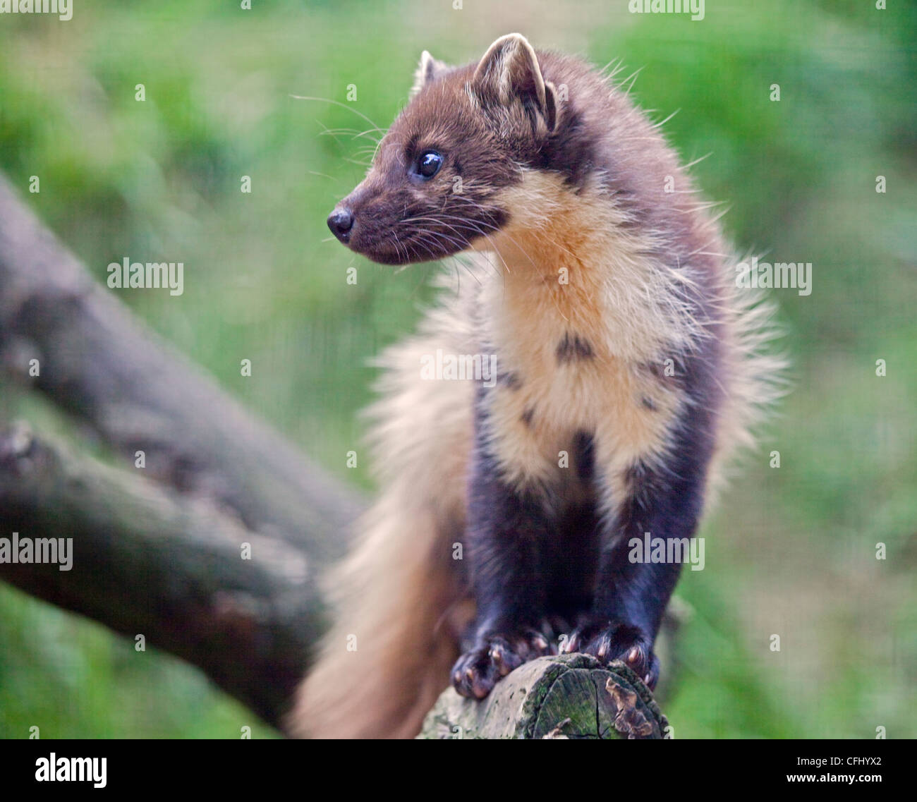 My Image 32
