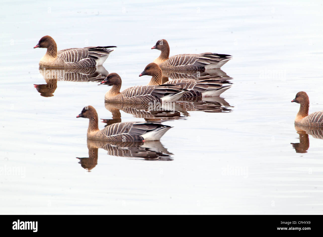 Pink-footed goose, migration flock Trondelag Co, Norway May Stock Photo
