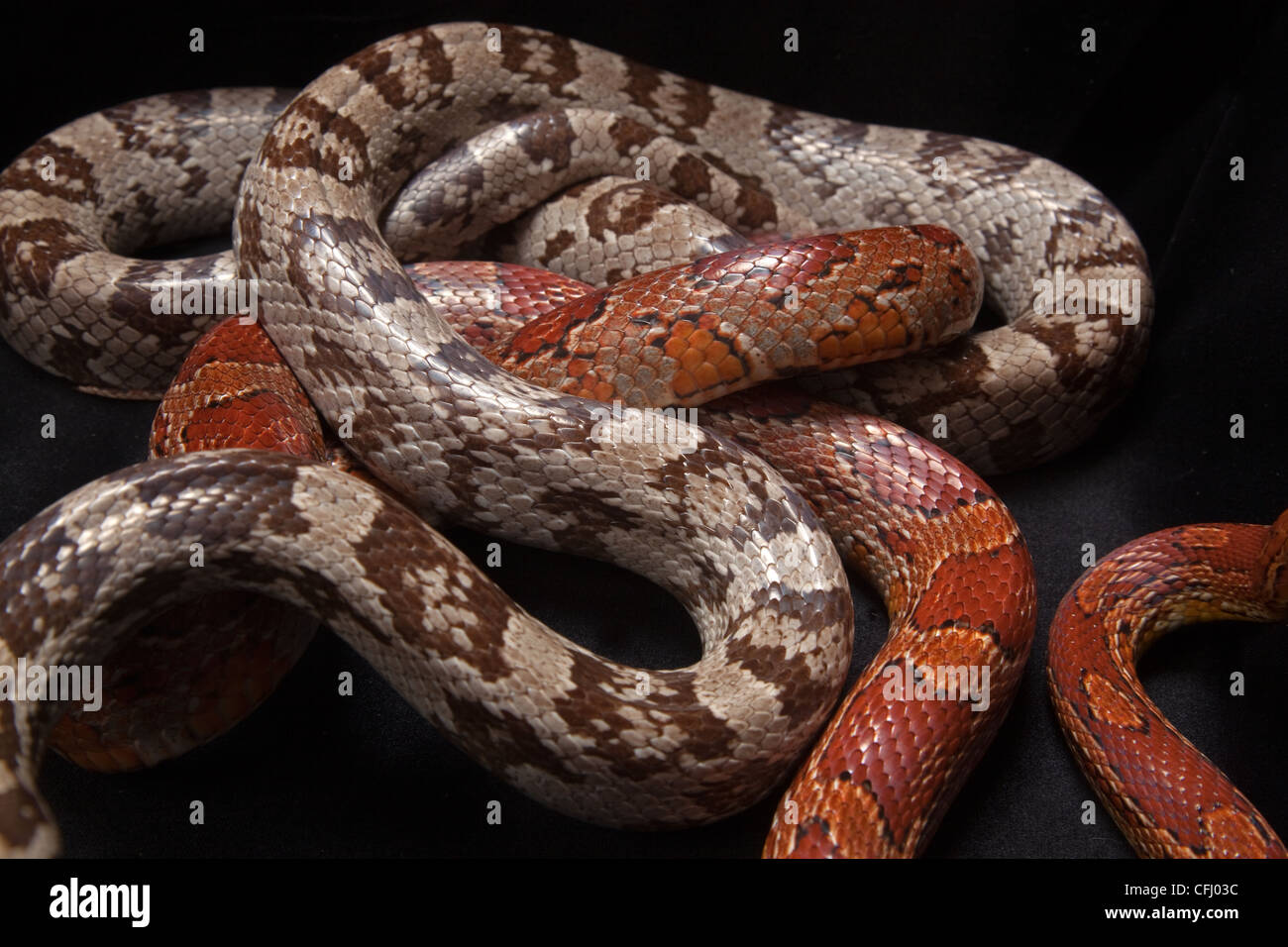 Corn Snakes Elaphe guttata guttata entwined Stock Photo - Alamy