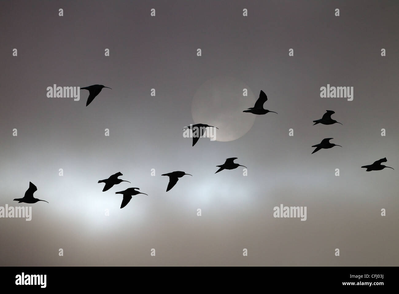 Curlew Numenius arquata flock evening flight Stock Photo