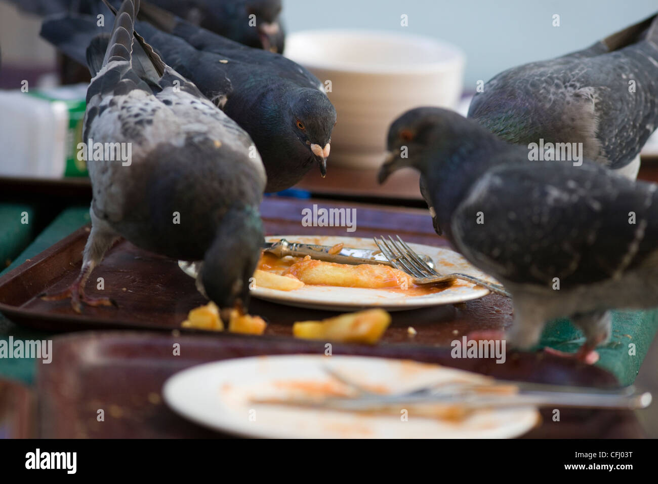 Pigeons scavenging on plates of leftover food on an outdoor restaurant cafe table Stock Photo