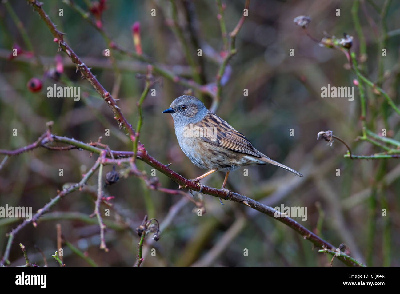 The Hedge Sparrow or Dunnock Prunella modularis Stock Photo