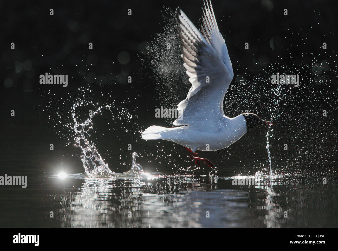 Black-headed gull flying up, spring, Norway Stock Photo