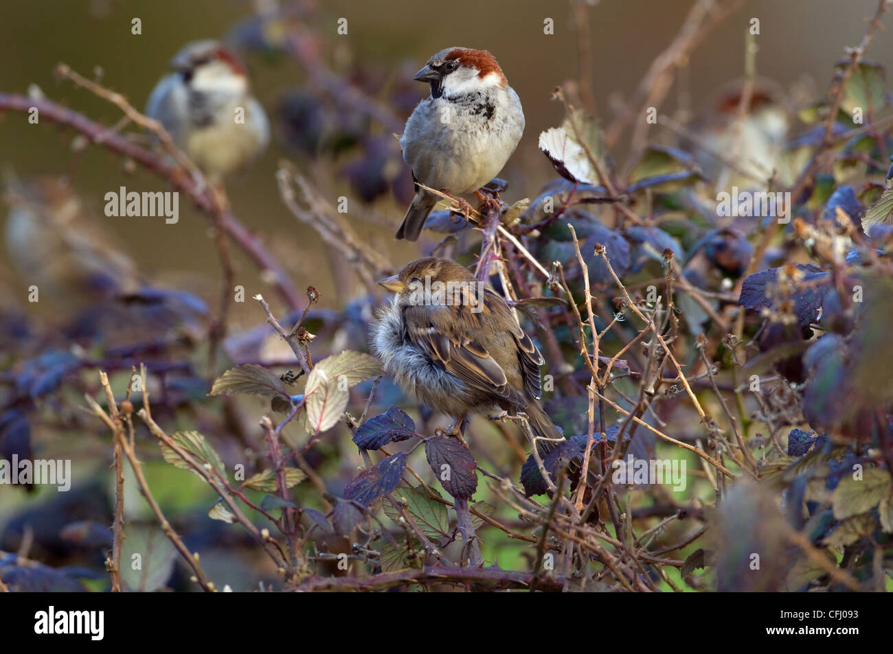 House Sparrow Passer domesticus colony in farm hedgerow Stock Photo
