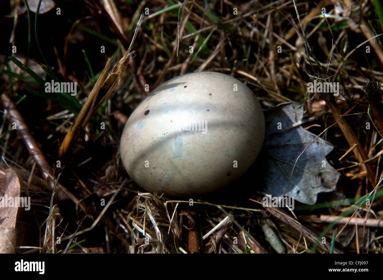 birds eggs Norfolk broads hickling broad Stock Photo