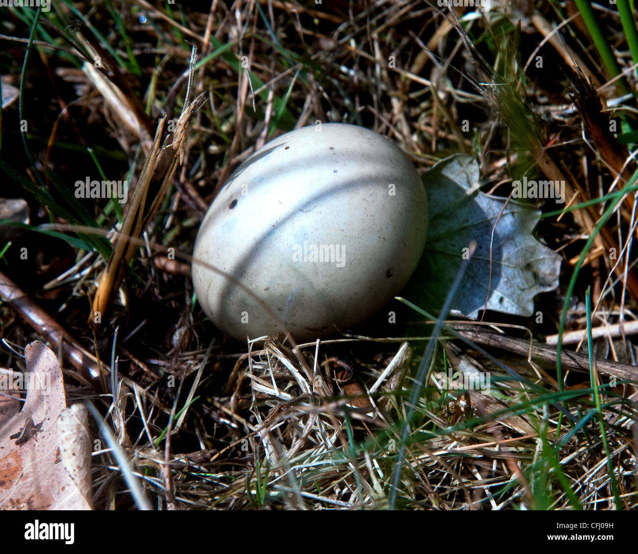 birds eggs Norfolk broads hickling broad Stock Photo
