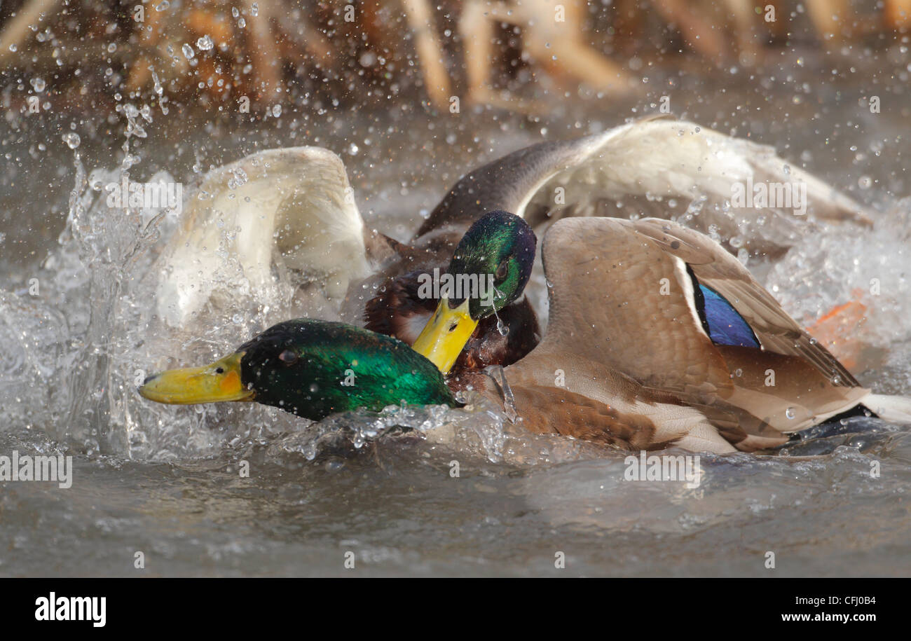 Mallard duck males fighting in spring, Sweden Stock Photo
