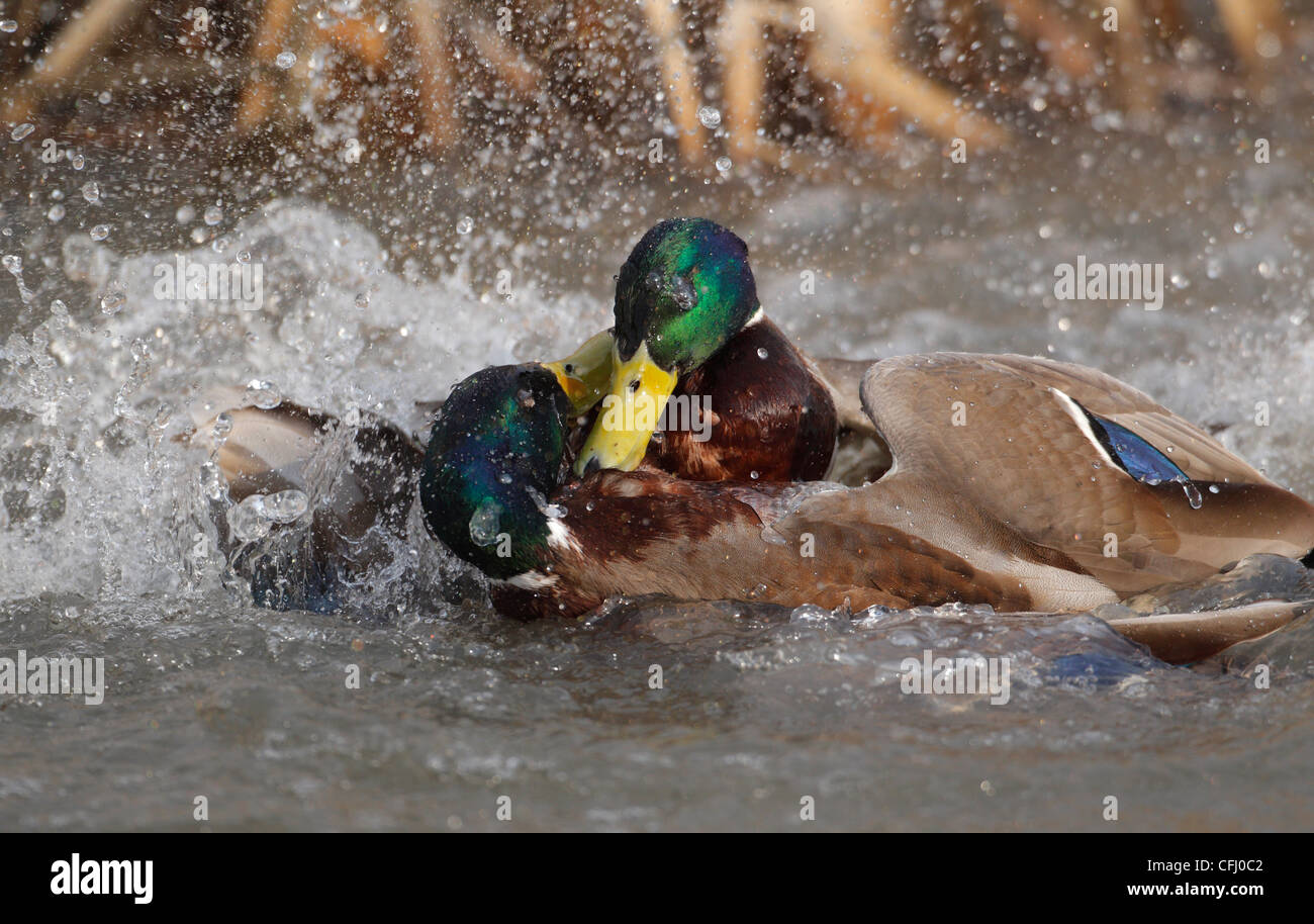 Mallard duck males fighting in spring, Sweden Stock Photo