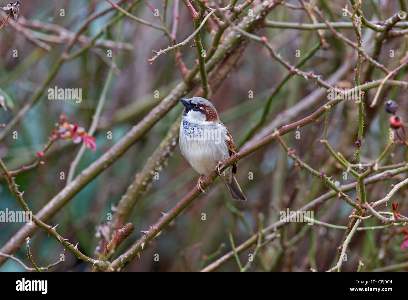 House Sparrow Passer domesticus male in farm hedgerow Stock Photo