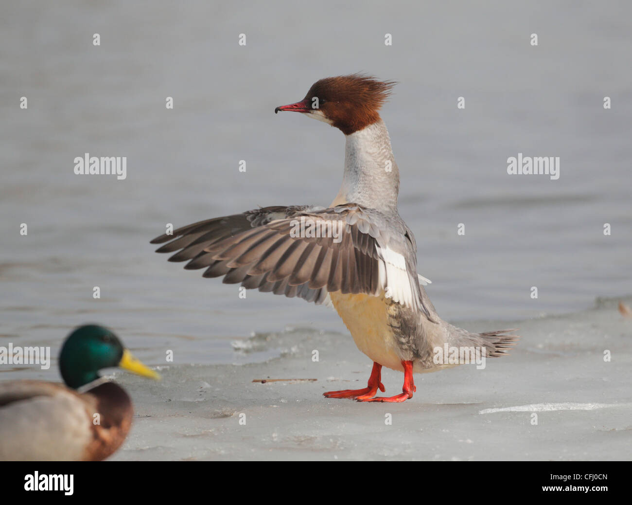 Goosander, male on ice edge stretching wings, Sweden, spring Stock Photo