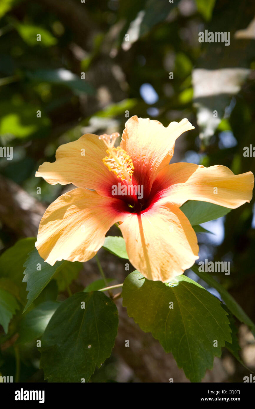 Lush jungle flower on the west coast of Sri Lanka Stock Photo