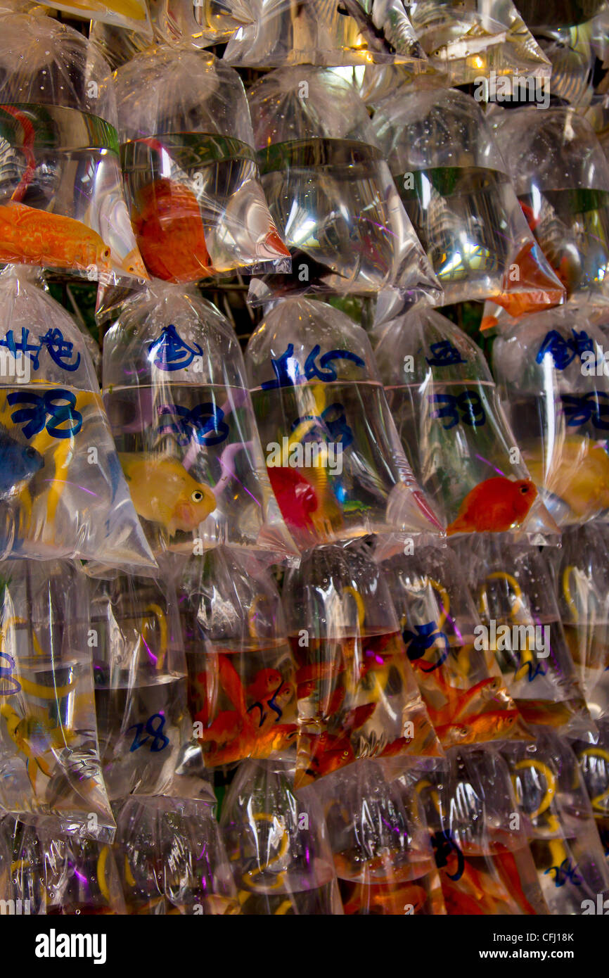 Pet fish in the Goldfish Market in Hong Kong a major part of the