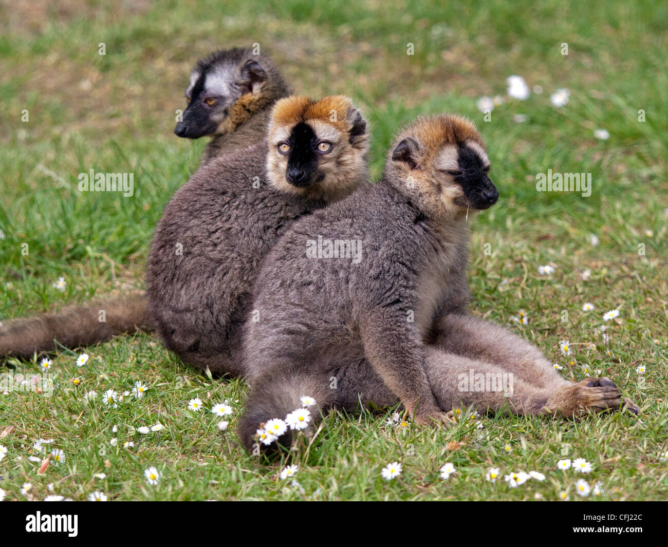 Red Lemurs (eulemur rufus) Stock Photo