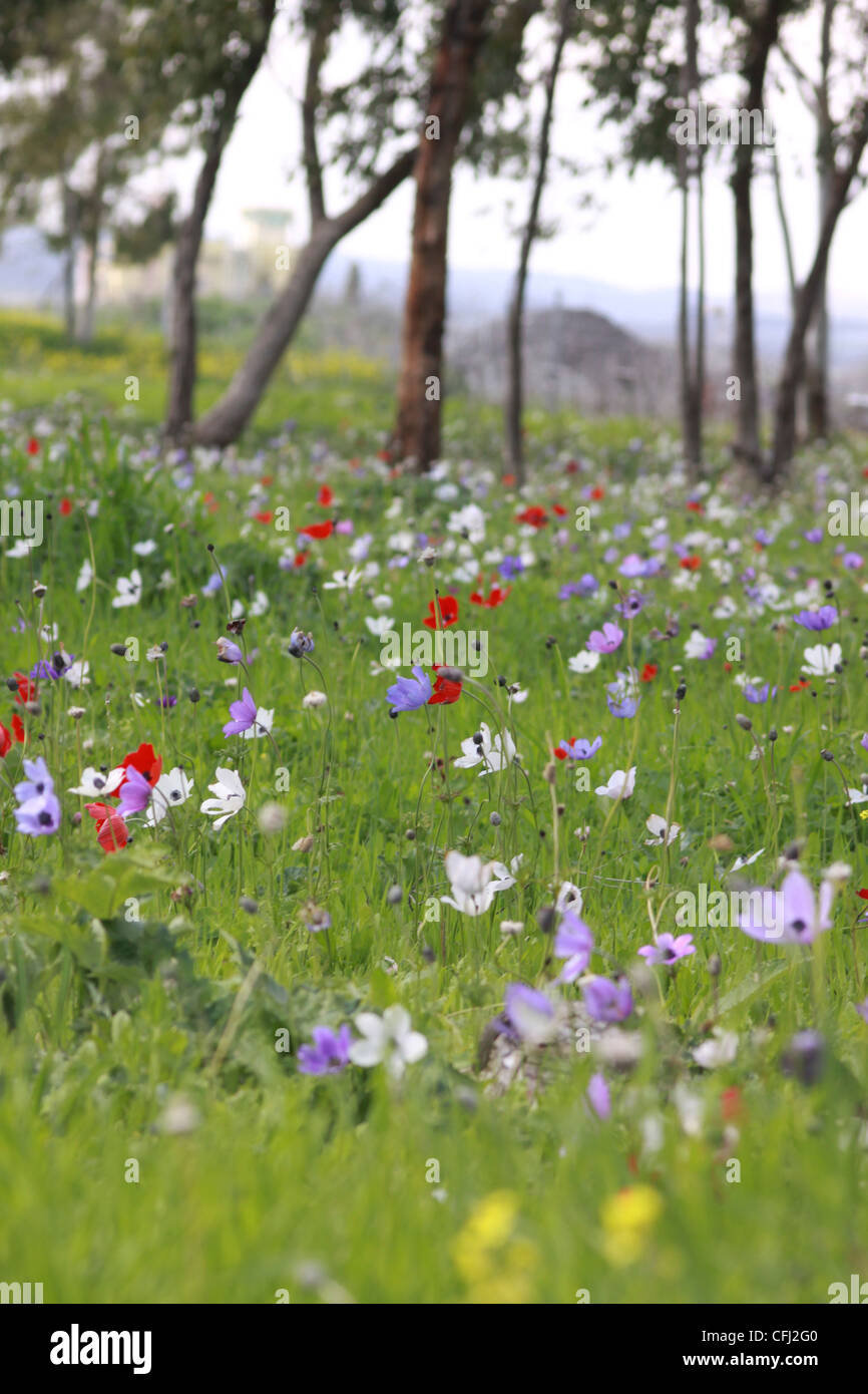 A field of spring wildflowers Anemone coronaria (Poppy Anemone). Stock Photo