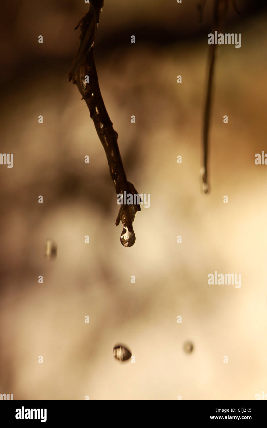Rain drops on a twig Stock Photo