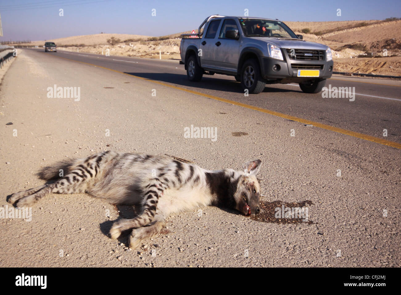 striped hyena (Hyaena hyaena) road kill Photographed in Israel Aravah Desert Stock Photo