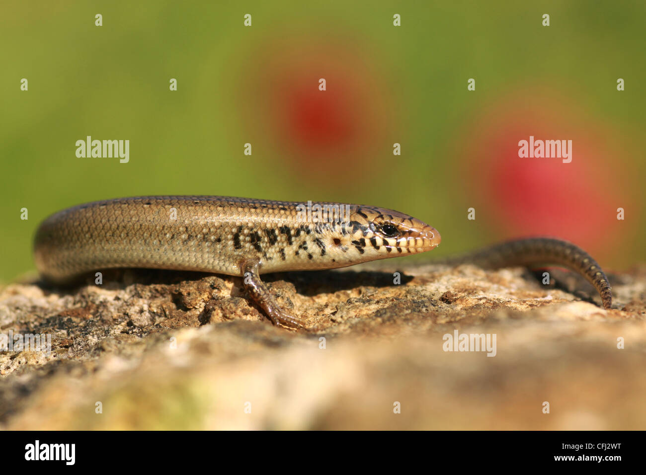 Chalcides ocellatus, or Ocellated Skink (also known as Eyed Skink or gongilo Stock Photo