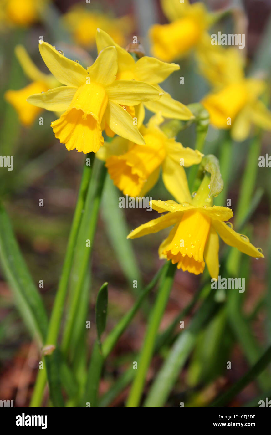 Spring Flowering Narcissus At Mere Sands Wood NR, UK Stock Photo