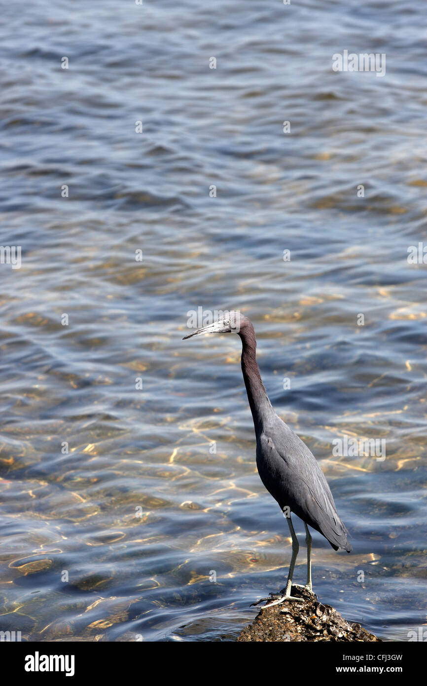 A beautiful tall bird standing on a rock in the water Stock Photo