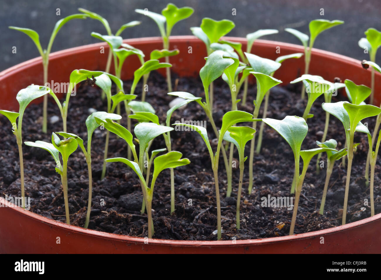 Cabbage Seedlings High Resolution Stock Photography and Images Alamy