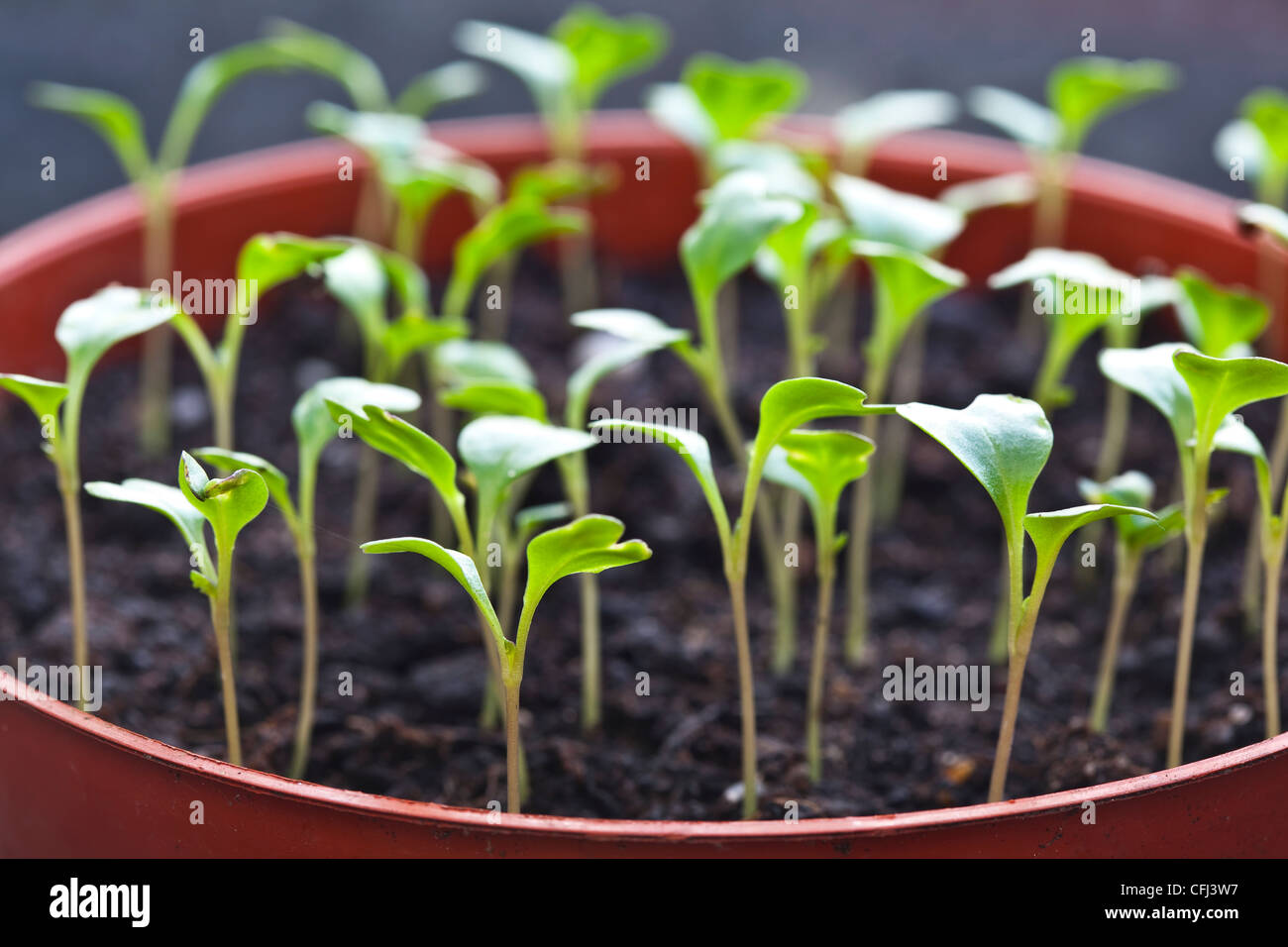 cabbage seedlings growing in pots in a greenhouse Stock Photo
