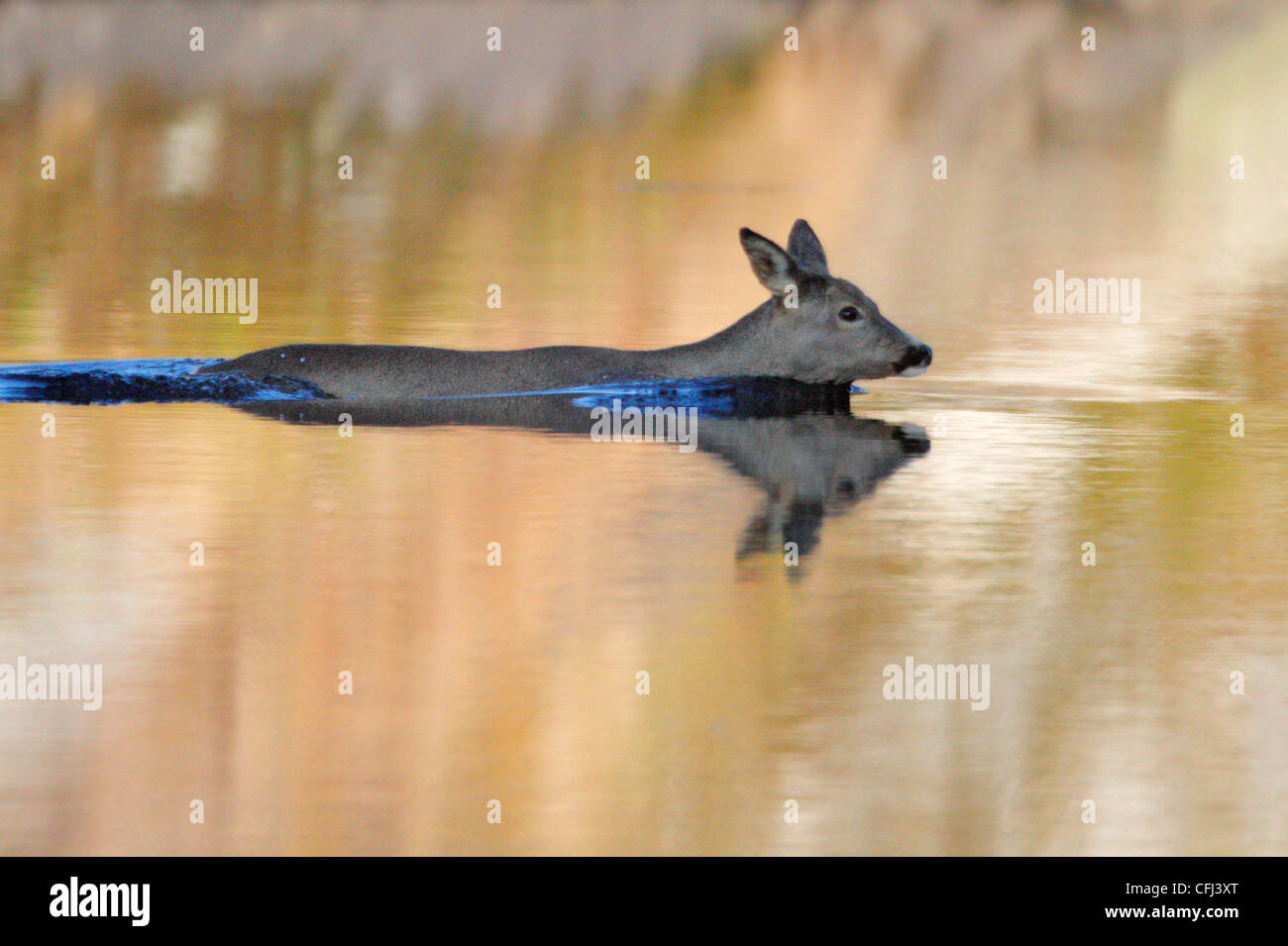 Roe deer swimming over lake, spring, Norway Stock Photo