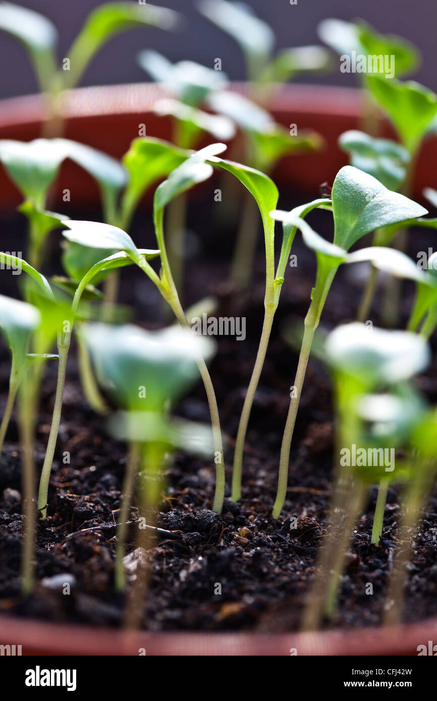 cabbage seedlings growing in pots in a greenhouse Stock Photo