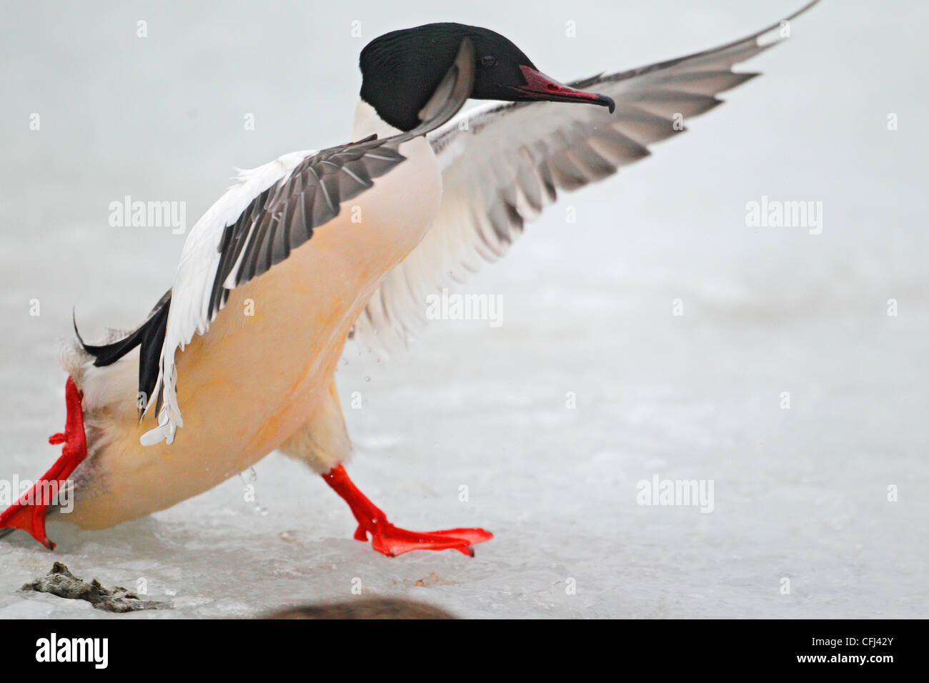 Goosander, male on ice edge folding up wings, Sweden, spring Stock Photo