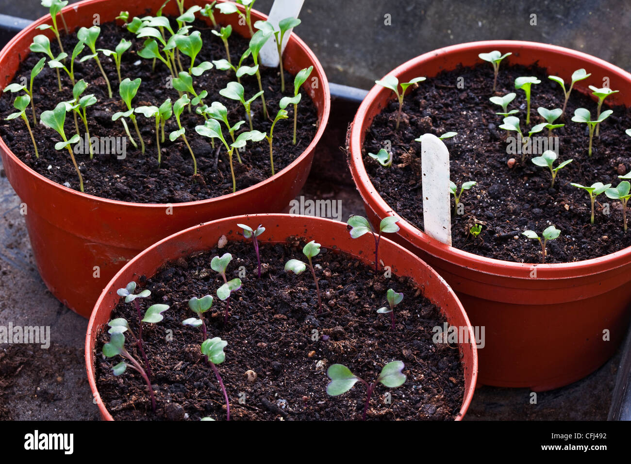 cabbage seedlings growing in pots in a greenhouse Stock Photo Alamy