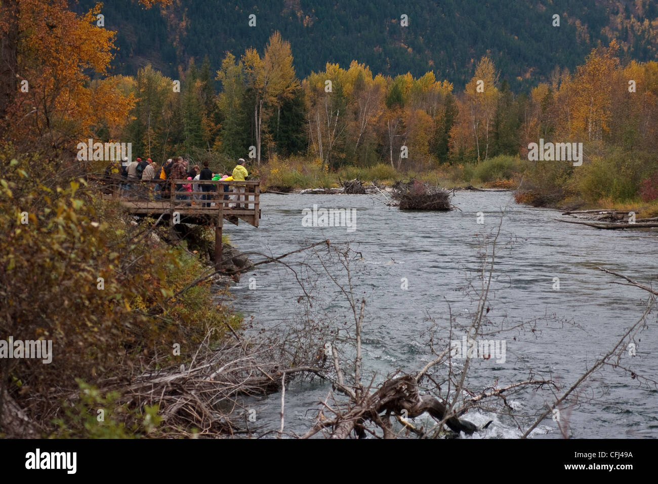 Tourists watch the salmon run on the Adams River in British Columbia. Stock Photo