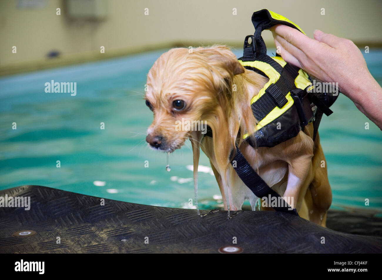 Wet dog after swimming Stock Photo Alamy