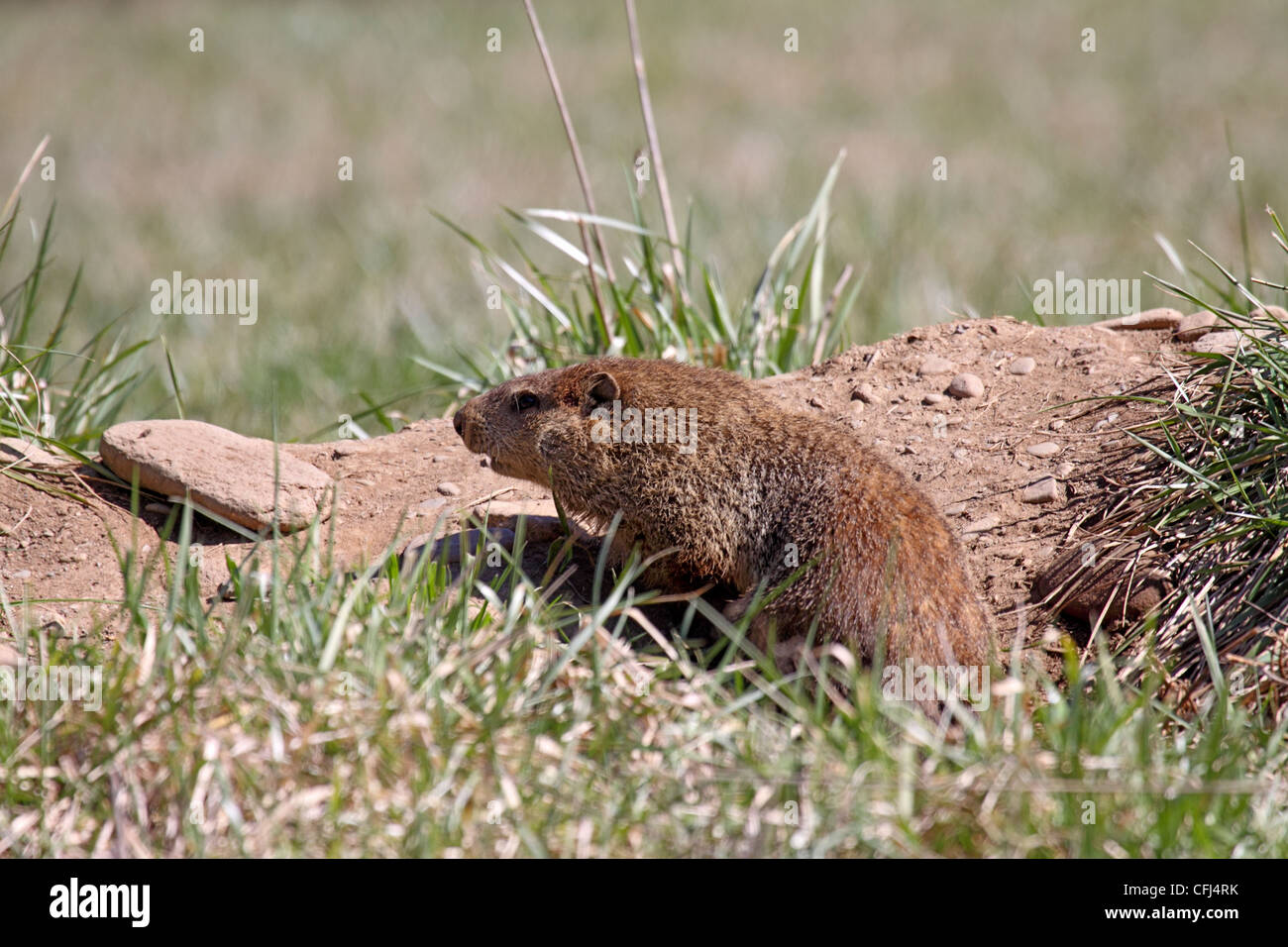 Groundhog or Woodchuck sitting at entrance to burrow in field in North