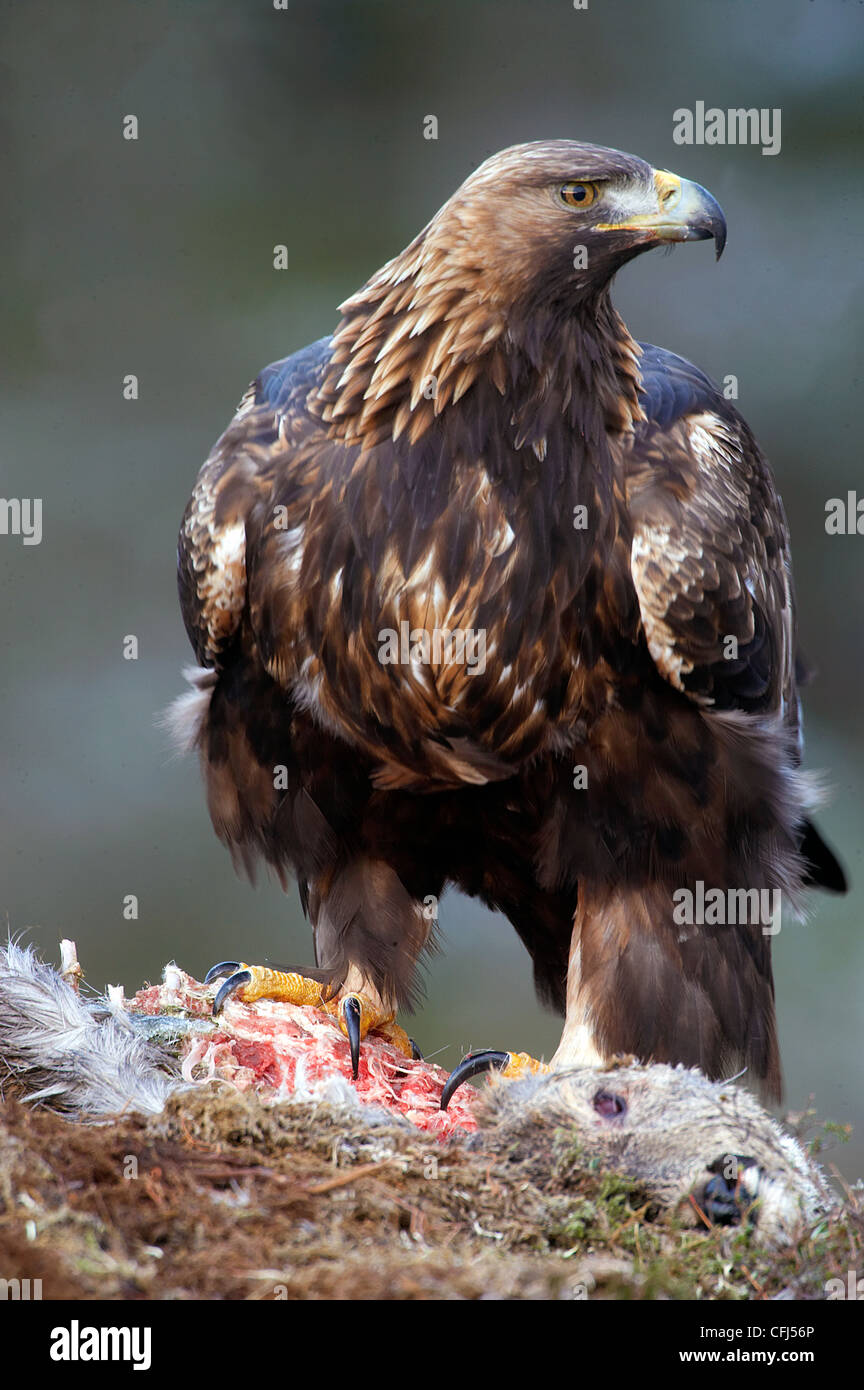 Golden eagle eating from roe deer carcass, Trondelag Norway Stock Photo