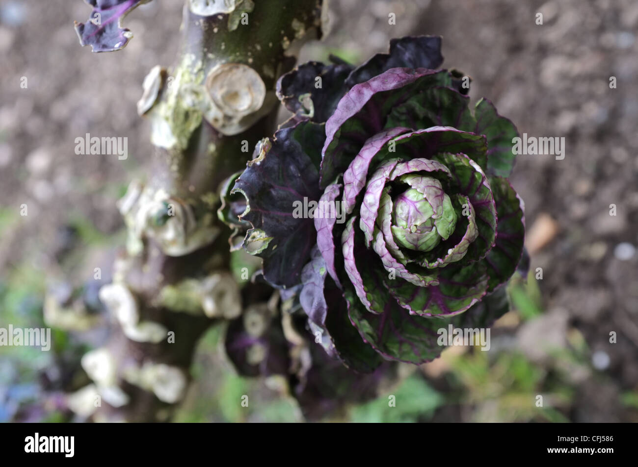 Close up of a blown Brussels Sprout of the Rubine variety Stock Photo