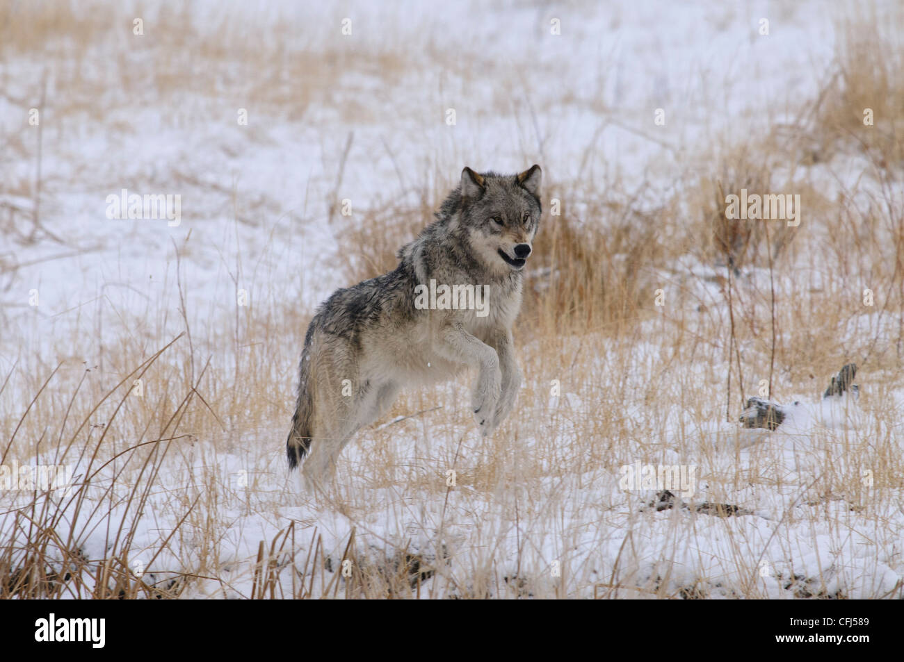 Wild wolf in Yellowstone running in snow and threatening, aggressively showing his teeth Stock Photo